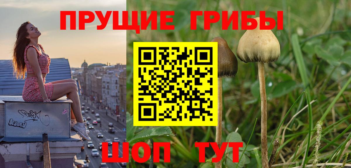 Кировск  наркотики  Вход с VPN  Псилоцибиновые грибы мухоморы 